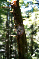 spider cobweb