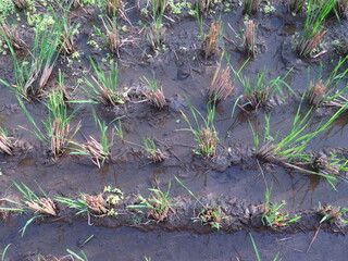 Lush Green Rice Field with Fresh Sprouts in Waterlogged Soil