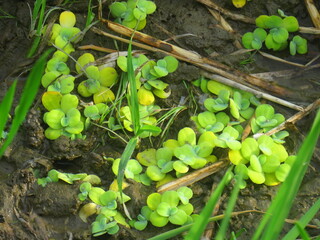 Close-Up of Lush Green Foliage in Bright Sunlight