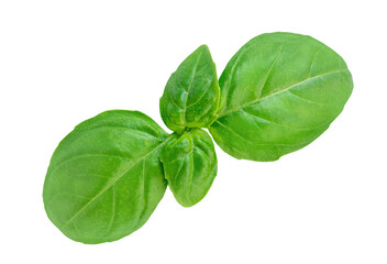 Flying  Basil leaf isolated on white. Green Basil leaves for pesto sauce.  Food ingredient, design element  Top view. Flat lay.