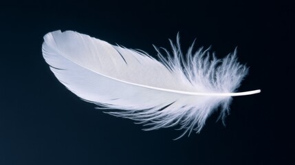Obraz premium Delicate White Feather on Black Background: A single, pristine white feather floats against a deep black backdrop, capturing the essence of lightness, fragility, and grace.