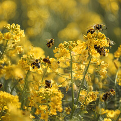bee on yellow flower