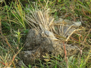 Lush Green Rice Field with Fresh Sprouts in Waterlogged Soil