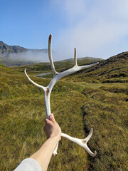 A hand holding reindeer antlers in Norwegian nature