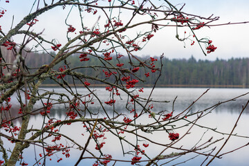 Red rowan berries against the background of a lake and forest