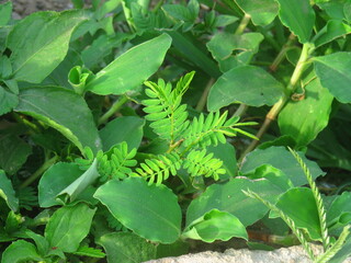 Close-Up of Lush Green Foliage in Bright Sunlight