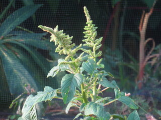 Close-Up of Lush Green Foliage in Bright Sunlight