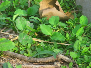 Young Green Plant Growing in Dry Soil Outdoors