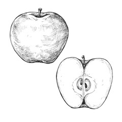 Sketch ink graphic apple illustration, draft silhouette drawing, black on white line art. Botanical vintage etching food design.