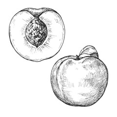 Sketch ink graphic peach illustration, draft silhouette drawing, black on white line art. Botanical vintage etching food design.