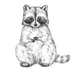 Raccoon sketch isolated on white background. Vintage wild animal vector illustration.