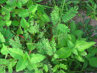 Close-Up of Lush Green Foliage in Bright Sunlight