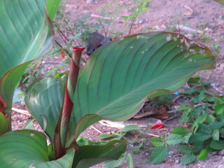 Close-Up of Lush Green Foliage in Bright Sunlight