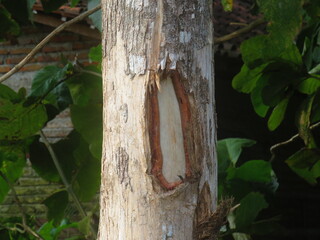Close-Up Of A Tree Trunk With Bark Damage Outdoors