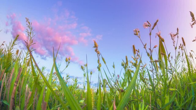 Meadow wild flowers during sunset Time Lapse, Time-lapse. Slider Hyperlapse. Meadow grassland at evening sunset time