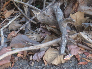 Autumn Leaves And Twigs Creating a Natural Woodland Floor