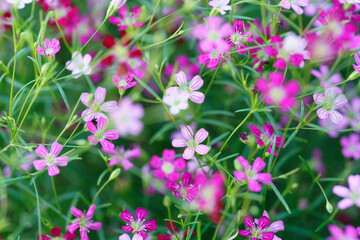 Vibrant Field of Delicate Pink and White Flowers Swaying Gently in Soft Natural Light Creating a Beautiful Springtime Scene in a Lush Garden Environment