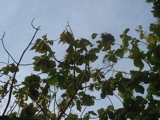 Lush Green Foliage Against a Clear Blue Sky Background