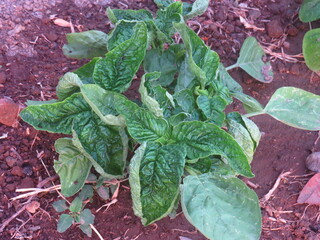 Young Green Plant Growing in Dry Soil Outdoors