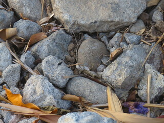 Natural Rock And Fallen Leaves In Autumn Setting