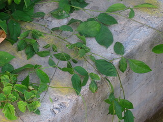Close-Up of Lush Green Foliage in Bright Sunlight