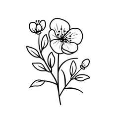 Hawthorn PNG Birthmonth flowers
