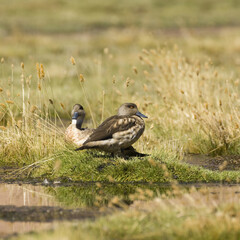 Patagonian crested Ducks (Lophonetta specularioides), Atacama Desert, Antofagasta Region, Chile