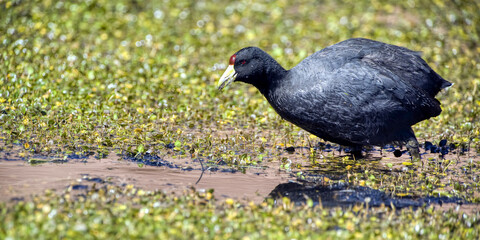 Red-fronted Coot (Fulica rufifrons), Atacama Desert, Antofagasta Region, Chile