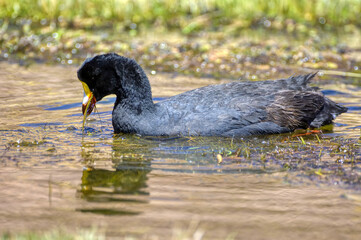 Giant Coot (Fulica gigantea), Atacama Desert, Antofagasta Region, Chile.
