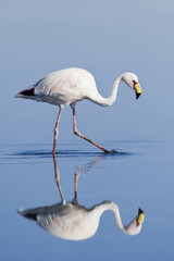 Puna or James’s Flamingo (Phoenicoparrus jamesi), Phoenicopteridae family, Laguna de Chaxa, Atacama desert, Chile