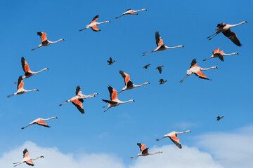 Flock of Chilean Flamingos (Phoenicopterus chilensis), Torres del Paine National Park, Chilean Patagonia, Chile