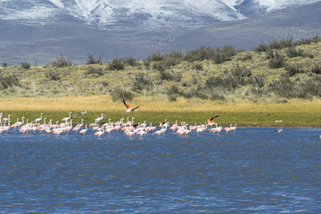 Chilean flamingos (Phoenicopterus chilensis), Torres del Paine National Park, Chilean Patagonia, Chile