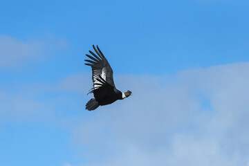 Andean Condor (Vultur gryphus) in flight, Torres del Payne National Park, Chilean Patagonia, Chile