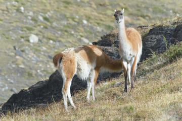 Nursing Guanaco (Lama guanicoe), Torres del Paine National Park, Chilean Patagonia, Chile