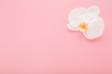 Fresh beautiful soft white orchid flower head on light pink table background. Pastel color. Closeup. Empty place for inspirational text, lovely quote or positive sayings. Top down view.