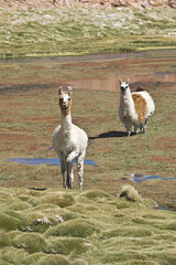 Naklejka premium Llamas (Lama glama), Camelidae family, Atacama Desert, Antofagasto region, Chile