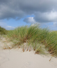 tufts of green grass growing among the dunes of the Mediterranean country