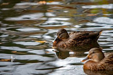 Weibliche Stockenten (Anas platyrhynchos) auf dem Wasser