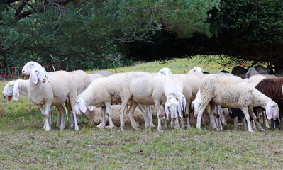 white sheep in the flock raised for the production of wool obtained from their fleece
