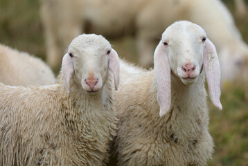 Obraz premium two white young sheep friends looking towards camera