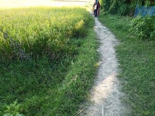 rice field with grass in the countryside