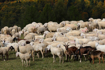 Obraz premium flock of numerous white sheep and some brown goats grazing in the middle of the green meadow