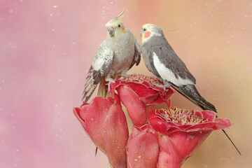 A pair of Australian parakeets foraging on wildflowers. This hook-billed bird has the scientific...