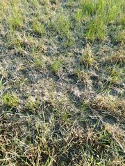 green grass field in the park