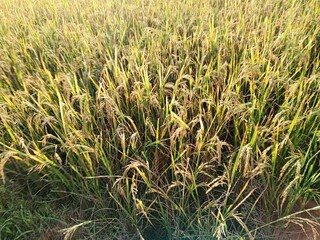 rice field with grass in the countryside