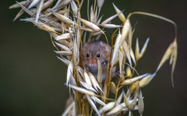 Harvest mouse in wheat