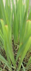 Fototapeta premium Lemongrass in the garden