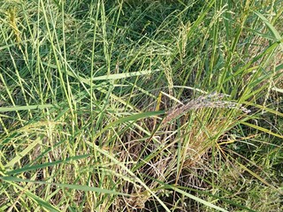 rice field with grass in the countryside