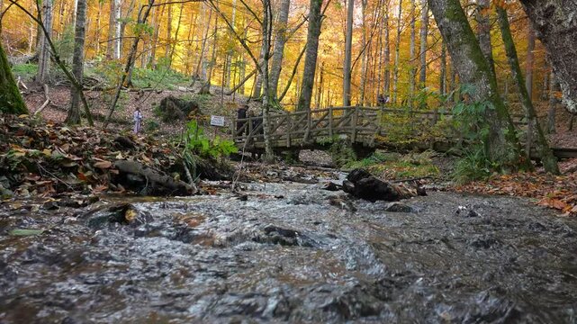 Autumn leaves falling into the lake, magnificent autumn view, bolu Yedig&ouml;ller National Park