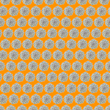 pattern echeveria hyalina